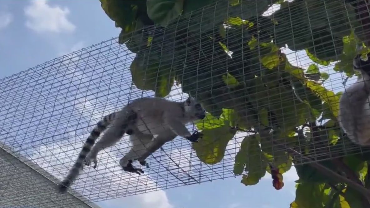 Exotic animals rescued